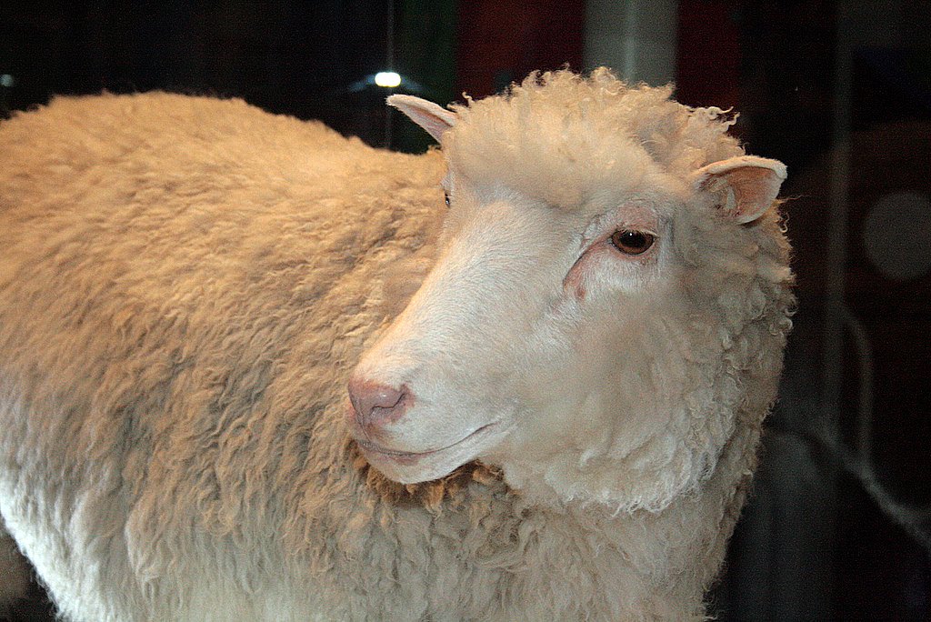 dolly_face_closeup